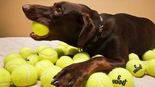 Palline tennis padel - palline,